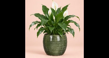 Mica Decorations Bloempot - groen - glanzend - keramiek - 24 x 22 cm