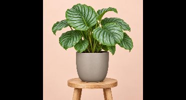 Mica Decorations Bloempot - taupe bruin - mat - keramiek - D28xH25 cm - plantenpotten