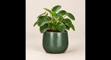 Mica Decorations Plantenpot - keramiek - donkergroen glans/spotted- D24xH22 cm - bloempot
