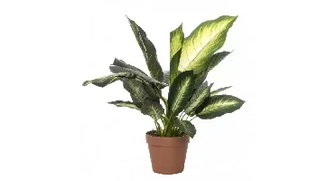 Kunstblad Dieffenbachia met pot - h50cm