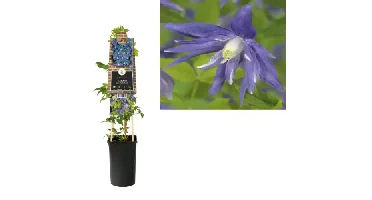 Klimplant Clematis macr. Maidwell Hall - Blauwe Bosrank