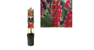 Klimplant Ribes rubrum Jonkheer van Tets - Sierbes