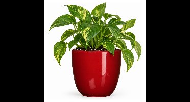 Mica Decorations Bloempot - donkerrood - keramiek - 17 x 16 cm - plantenpotten