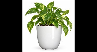 Mica Decorations Bloempot/plantenpot - wit - keramiek - D25 cm x H23
