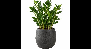 Plantenpot - moderne - grafiet - 15 x 13 cm