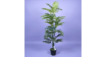 Areca palm - 160 cm