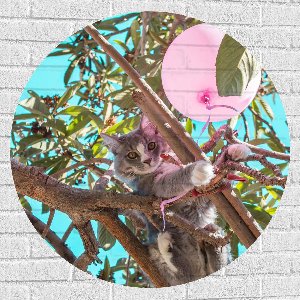 Muursticker Cirkel - Grijs met Witte Kat Spelend met Roze Ballon in Hoge Boom - 90x90 cm Foto op Muursticker