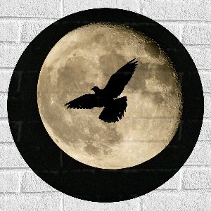 Muursticker Cirkel - Maan - Vogel - Dier - 60x60 cm Foto op Muursticker