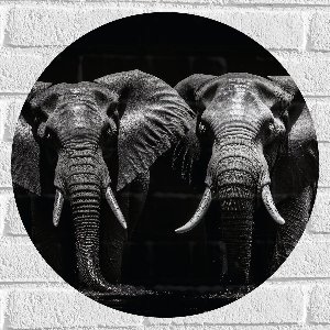 Muursticker Cirkel - Portretfoto van Duo Olifanten voor Zwarte Achtergrond (Zwart-wit) - 50x50 cm Foto op Muursticker
