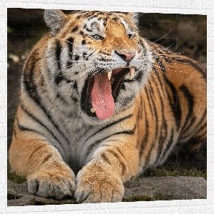 Muursticker - Siberische Tijger met Open Bek en Grote Hoektanden - 100x100 cm Foto op Muursticker