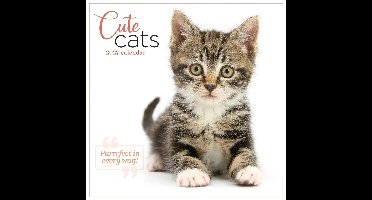 Schattige Katten Kalender 2027