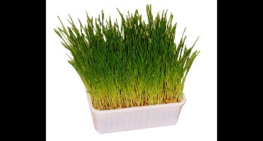 Kattengras Gebr. de Boon - Gebr de boon