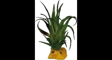 Plant tillandsia Repto - Repto