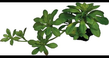Plant succulent green xl Repto - Repto