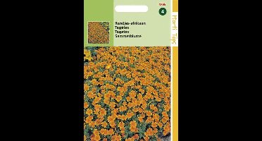 Randjesafrikaan Bloemzaad - Pumila - Oranje