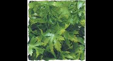 Zoomed Naturalistic Flora - Canabis - Large - terrariumplant