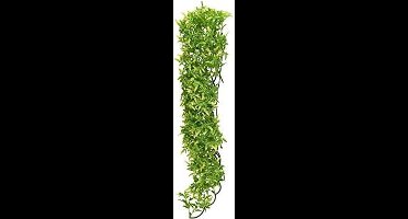 Zoomed Naturalistic flora - Bolivian Croton - Large - terrariumplant
