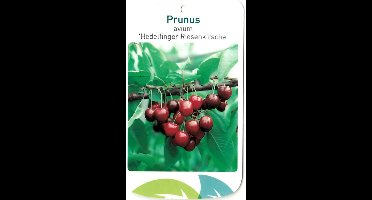 Oosterik home - Prunus Avium Hedelfinger Riesenkirsche