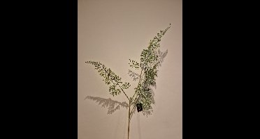 Zijde Bloem Asparagus - Groen - Kunst - 83 cm - Decoratie Bloemen