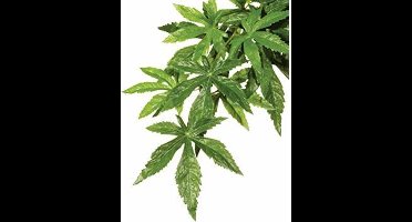 ZooMed - naturalistic flora - cannabis - small - terrariumplant