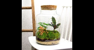 Terrarium - Milky - ↑ 31 cm - Ecosysteem plant - Kamerplanten - DIY planten terrarium - Mini ecosysteem