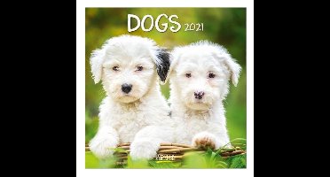 Comello Kalender Dogs 2021 30 X 30 Cm Papier Groen/wit