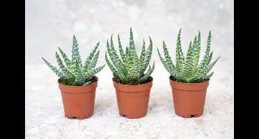 Aloe Humilis potmaat 5,5 cm