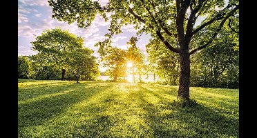 Komar - Fotobehang - Golden - Moment - 400x250 - cm
