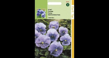Viool Bloemzaad - Celestial