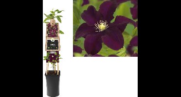 Klimplant Clematis Warszawska Nike - Rode Bosrank