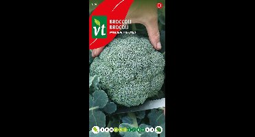 Broccoli Marathon F1 hybride zaden - Hoge opbrengst met F1-hybride kwaliteit