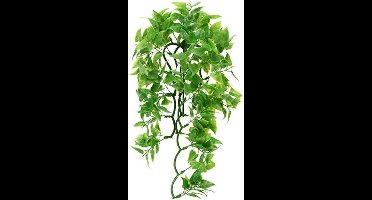 zoomed Naturalistic Flora - Mexican Phyllo - Large - terrariumplant