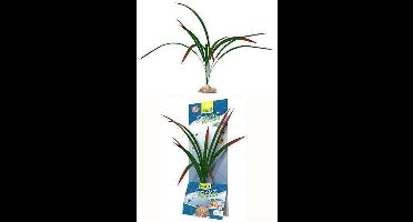 TETRA Aquariumplanten Tetra plant dragonfly l 35cm
