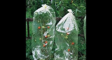 Tomatenhoezen 65 cm x 10 m — Transparante PE folie voor bescherming en kas-effect