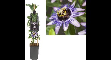 Klimplant Passiflora Damsel Delight - Paarse Passiebloem