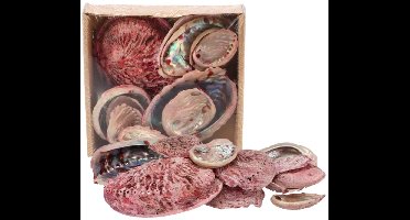 Decoratie Abelone schelpen - Mix - ca. 5 tot 11 cm.- 500 gram - Roze