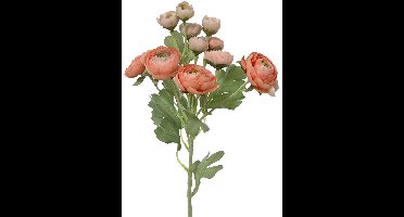 Everlands Ranonkel Perzikkleurig 6 Bloemen & 6 Knoppen 55 cm