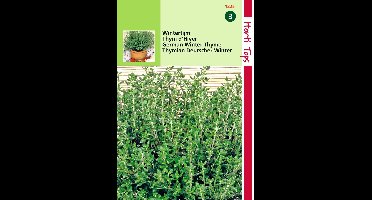 2 stuks Echte Tijm,  Wintertijm  (Thymus vulgaris)