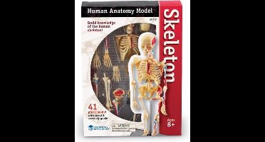 Learning Resources Human anatomy model - menselijke anatomie model - het skelet - 8+