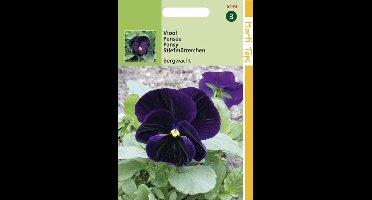 Hortitops Viool Zwitserse Reuzen Berna