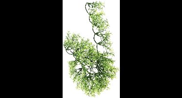 ZooMed - naturalistic flora - australian maple - small - terrariumplant