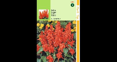 2 stuks Salvia Splendens St. Jansvuur