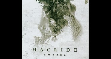 Amoebe