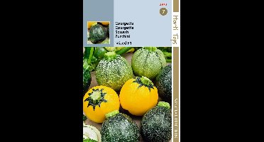 Hortitops zaden - Courgette mixed round F1 1 gram (ca. 11 zdn)