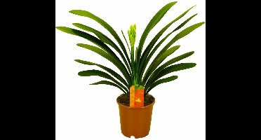 Firenze Bloemenatelier - Clivia of Sint-Jozelfsbloem - bloeiend (oranje) - kamerplant