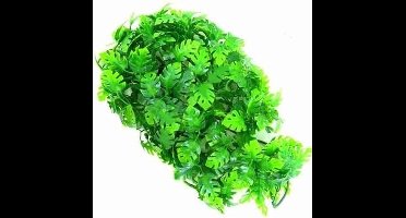 Zoomed Naturalistic flora - Amazonian phyllo - Large - terrariumplant