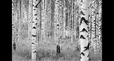 Komar Fotobehang Woods