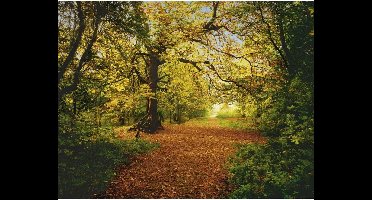Komar Behang Autumn Forest fotobehang