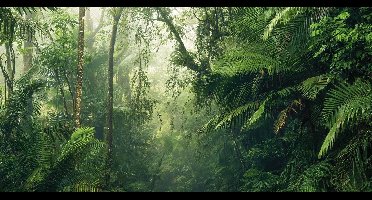 Komar-Fotobehang-Tropenwelten-500x250-cm