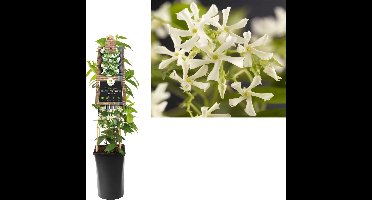 Klimplant Trachelospermum jasminoides - Toscaanse Jasmijn
